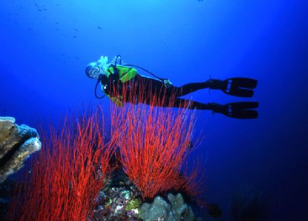 'INGLES SHOAL' Red sea whips found in abundance at Walind... by Rick Tegeler 