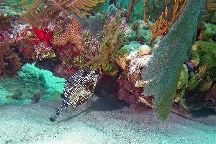 Trunk fish on reef in Key Largo by Karen Upchurch 