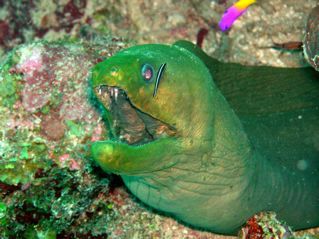 This picture of a Morey Eel was taken in Belize using an ... by Amanda Weinkauf 