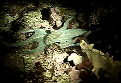 A blue Caribbean Octopus taken with a Sony DSC-X7 no stro... by Don Bricker 