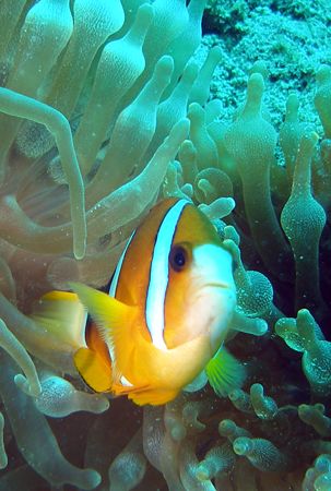 Anemonefish - Relaxed encounter during SDI Solo Diver com... by David Drake 
