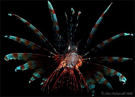 Beautiful lionfish in Banka island... Canon 400D 60mm mac... by Alex Tattersall 