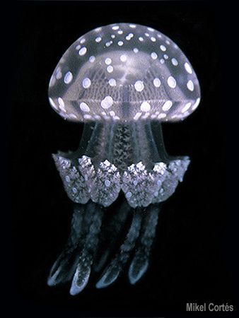 A jellyfish. Photo taken in the Philippines at night. C5050. by Mikel Cortes 