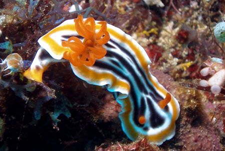 Nudibranch - Delighted the gills are visible in such fine... by David Drake 