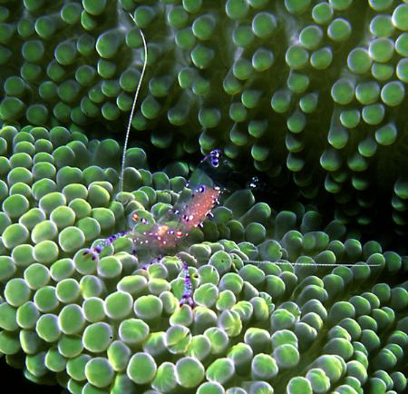 'COMMENSURAL' Pregnant anemone shrimp. check out the obvi... by Rick Tegeler 