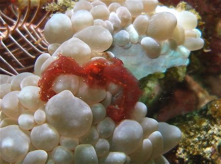 Locals call it an Orang Utan crab! An anemone crab of som... by Alex Lim 