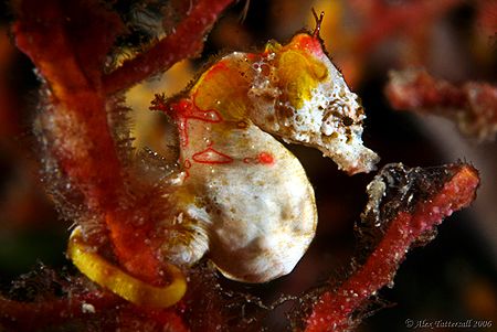 Pontohi Seahorse in Raja Ampat.... 6mm long and jumping a... by Alex Tattersall 