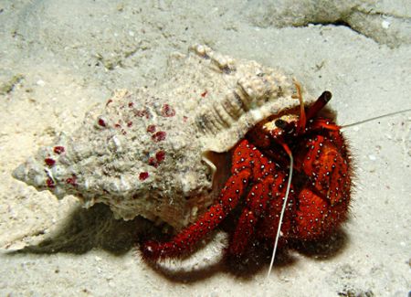 Hermit Crab on a night dive. Taken with a Sony 828 and D2... by Natasha Tate 
