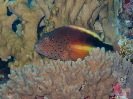 hawk fish taken at jackson reef northern red sea on fuji ... by Matt Andrew 