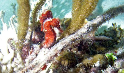 Diving witch's hut in bonaire found these sea horses by Karen Upchurch 