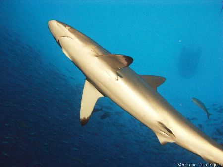 Silky shark (Carcharhinus falciformis), swimming inside a... by Ramón Domínguez 