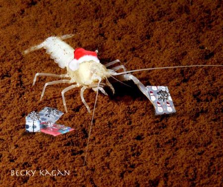 Happy Holidays from the Chanukkah/Christmas crayfish!!!! ... by Becky Kagan 
