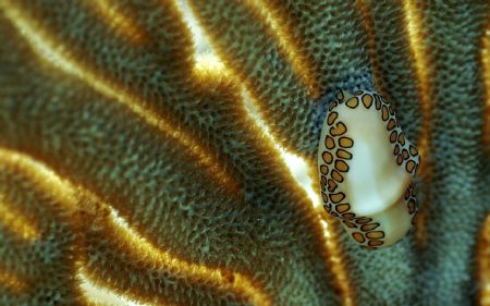 Flamingo Tongue.
I love this picture because of the natu... by Maarten Slokker 