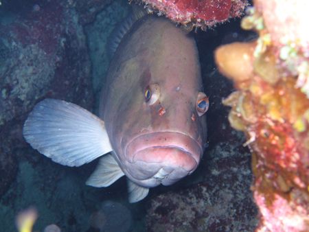 Are You Looking at me? Grouper stares back at me. Shot wi... by Sheryl Checkman 