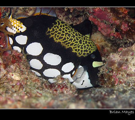 Frightened Clown Triggerfish trying to hide in a crevice.... by Brian Mayes 