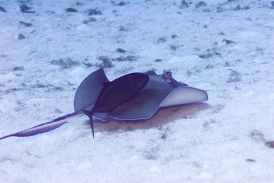 Southern Stingray with passenger by Don Bricker 