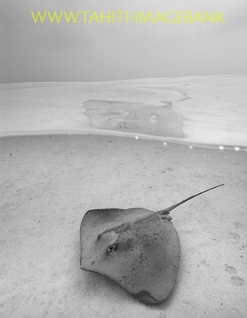 Sting ray à Moorea lagoon by Eric Pinel 