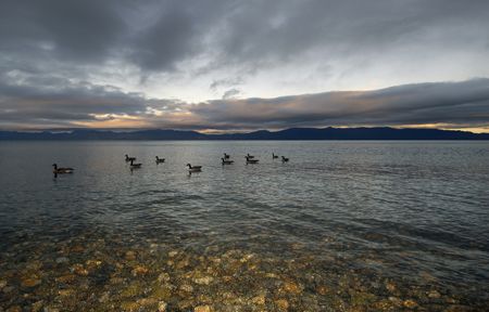 Geese on Lake Tahoe at dusk. Nikon D2X w/12-24 wide angle... by Dale Hymes 