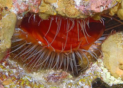 Flame Scallop, Little Cayman Island. Nikon D200 with 60mm... by Jim Chambers 