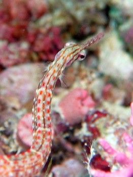 Pipefish, Steve's Bommey GBR
Canon powershot with inon D... by Andy Thirlwell 
