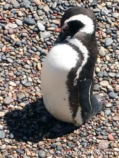 Pinguino Patagonico en la Patagonia argentina! by Leandro Pascual 