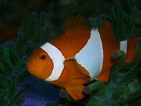 Clownfish was taken last sept. 28, 2006 at divers sanctua... by Jun Yu 
