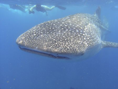 Whaleshark in Tofo, Mozambique by Roppe Nilsson 