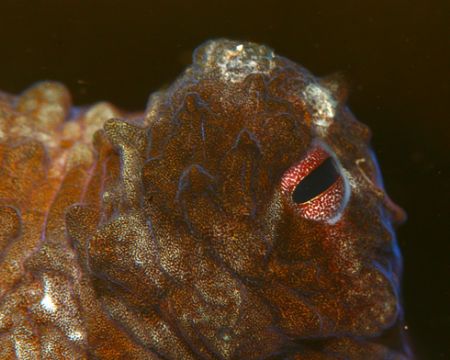 Octopus Eye. Photo taken in Haleiwa, HI. About 10ft of wa... by Mathew Cook 