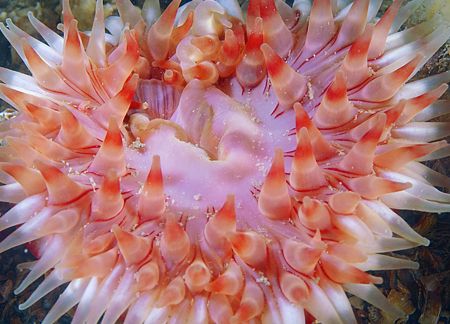 Dahlia anemone.
Hebrides.
D200, 60mm. by Mark Thomas 