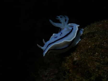 Nudibranch was taken at divers sanctuary w/ my olympus C7... by Jun Yu 