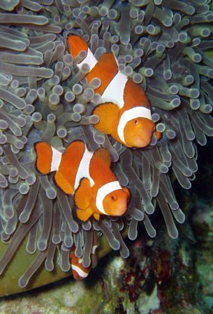 False Clown Anemonefish Household - The entire household ... by David Drake 