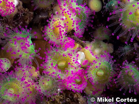 Corynactis viridis. Probably jewel anemones are what I li... by Mikel Cortes 