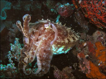 Cuttlefish taking it easy by Roppe Nilsson 