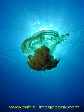Meduse by Eric Pinel 
