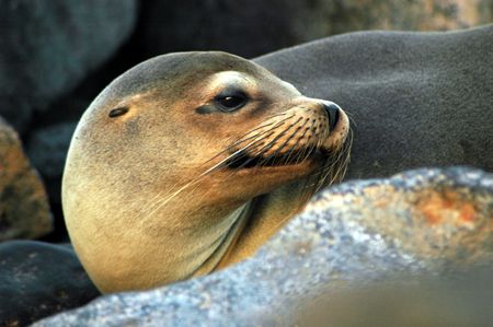 Sea Lion in Galapagos Islands taken in July '06 with Niko... by Kenneth Bailey 