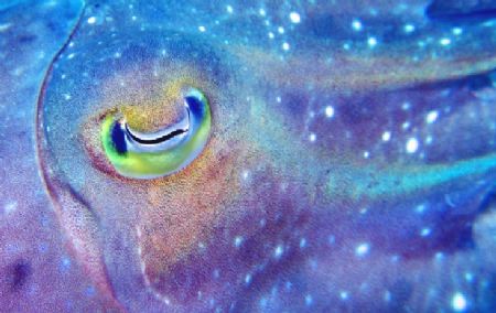 Cuttlefish eyeball, GBR Australia
Canon/Inon by Andy Thirlwell 