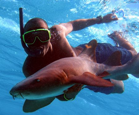 Earl swimming with a nurse shark by Andrew Kubica 