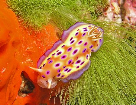 Gorgeous spotted nudibranch with the colors of Fiji in th... by Jeannette Howard 