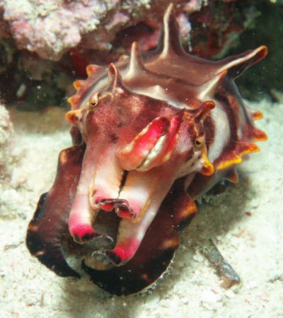 Flamboyant cuttlefish. Spotted during check out dive at h... by Jelissa Cheng 