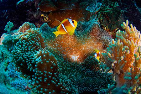 Clownfish and anemone with christmas shining colours! Nik... by Jean-Louis Danan 