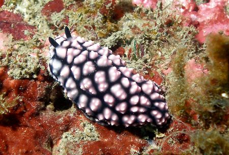 Nudibranch - This one is making its way across the reef. ... by David Drake 
