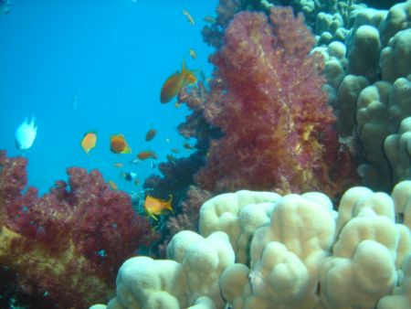 soft coral 14nov2006 at japnese gurden-gulf of aqaba by Abdel Wahab Al Ma`aita 