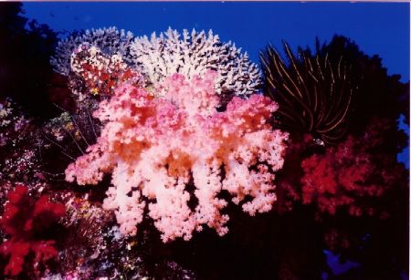 Pale Pink soft coral surrounede by croinoids. Nokonos V 2... by Marylin Batt 