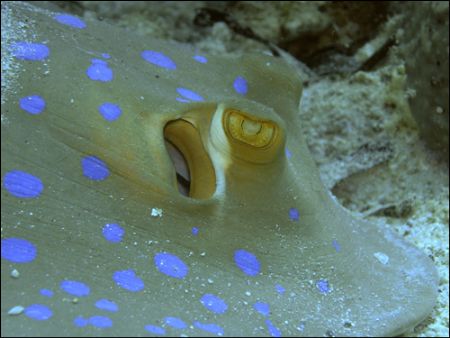 Beautiful bluespotted stingray at ~20 meters depth in Borneo by Roppe Nilsson 
