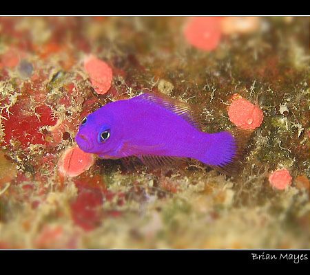 A tiny Magenta Dottyback looking very sad and dejected. C... by Brian Mayes 