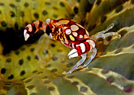 Tiny Striped Crab! Taken in Mabul with Nikon D70 by Jeannette Howard 