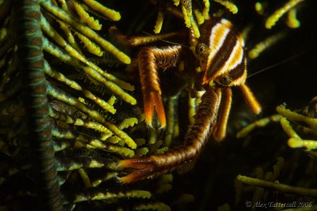 Elegant squat lobster in his perpetually moving crinoidy ... by Alex Tattersall 