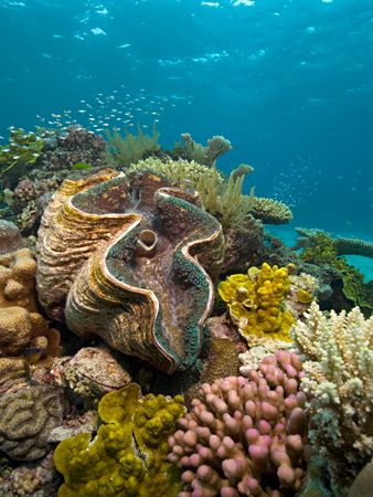 Giant clam (Tridacna gigas) amongst corals. Taken with Ni... by Giles Winstanley 