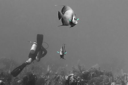 An inquisitive pair of angels off of St. Croix. Nikon D2X... by Dale Hymes 