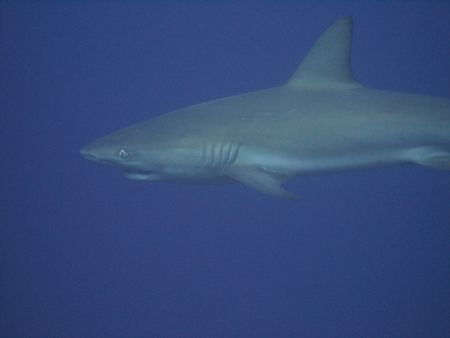 I got pretty close to this reef shark! I shot it with a C... by Sheryl Checkman 